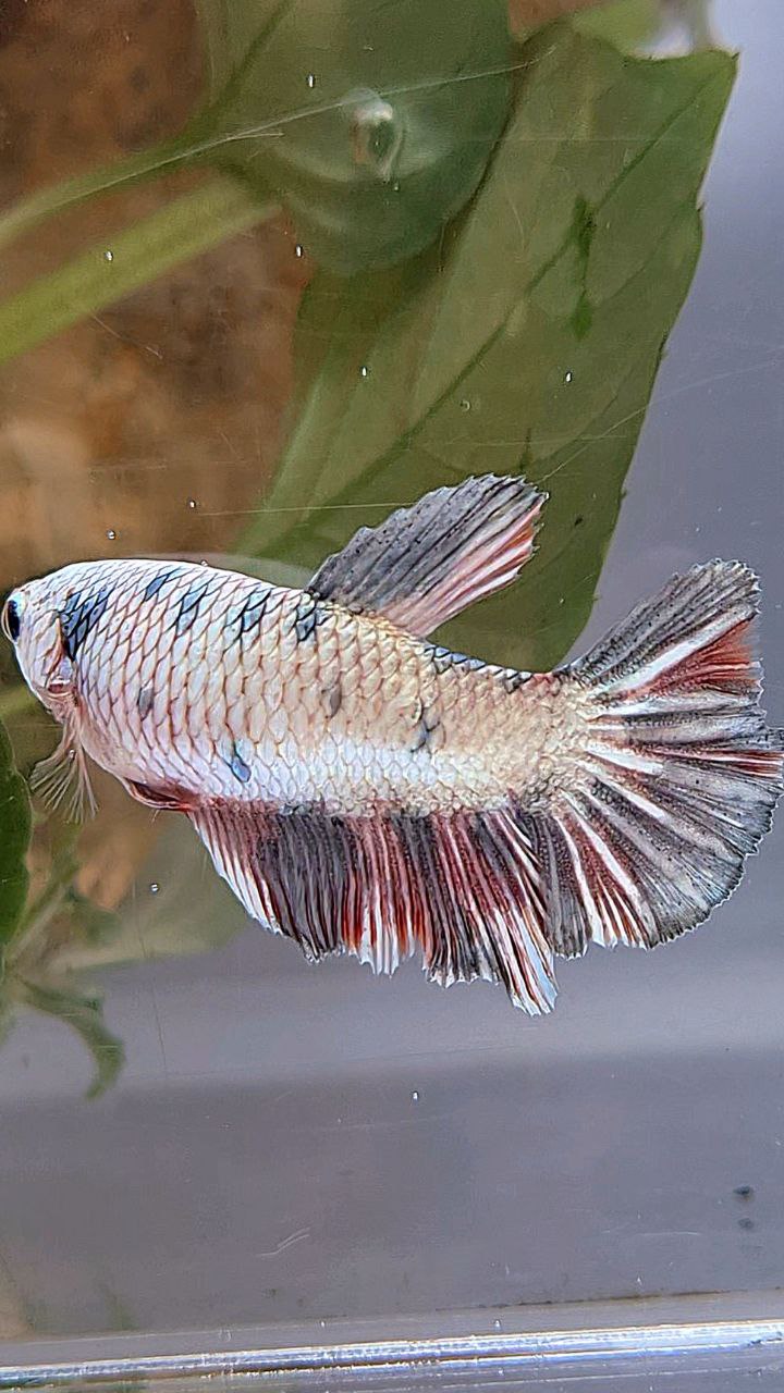 XL FEMALE HALFMOON COPPER DOTS FANCY BETTA FISH