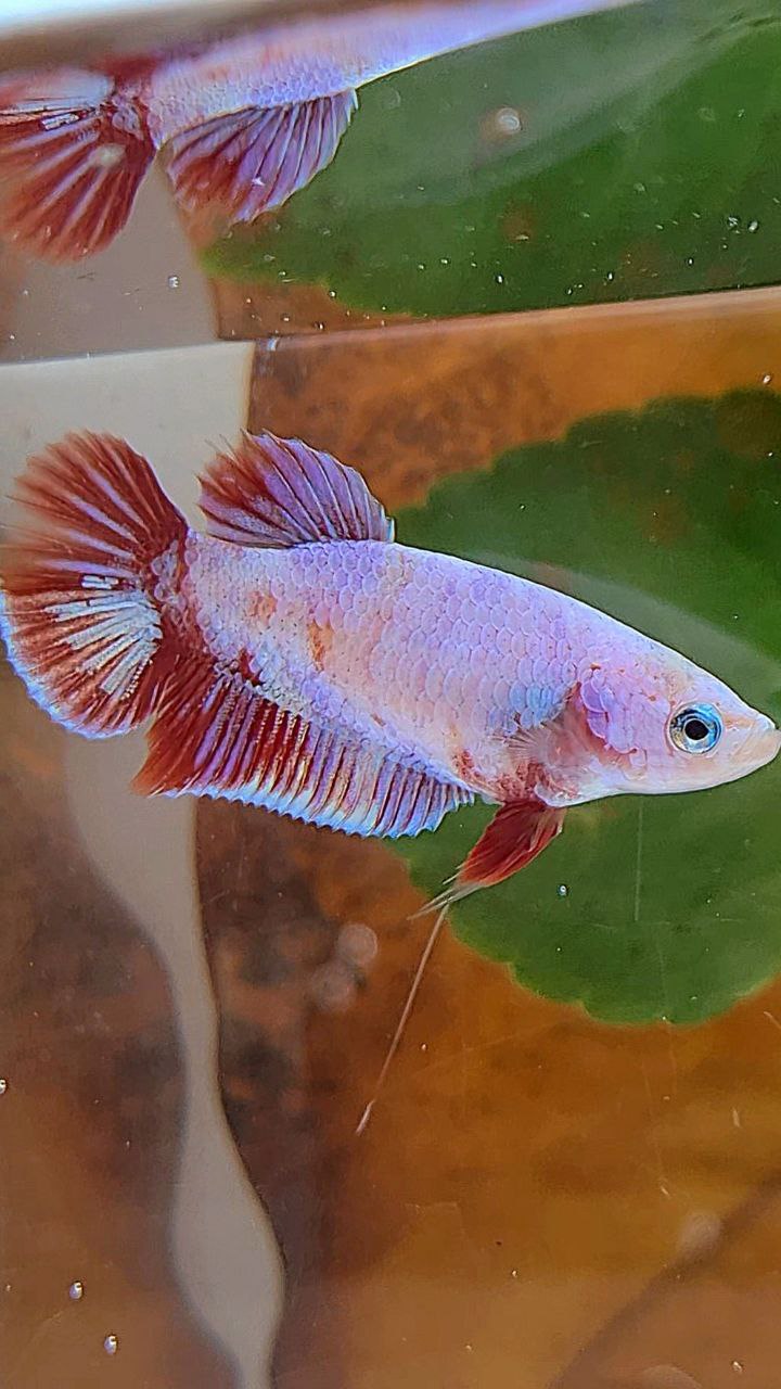 FEMALE PLAKAT RED PURPLE GALAXY RPG BETTA FISH