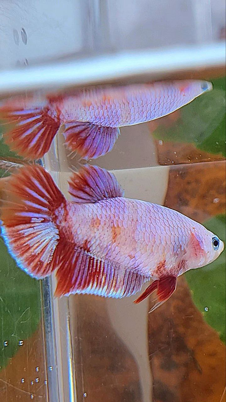 FEMALE PLAKAT RED PURPLE GALAXY RPG BETTA FISH