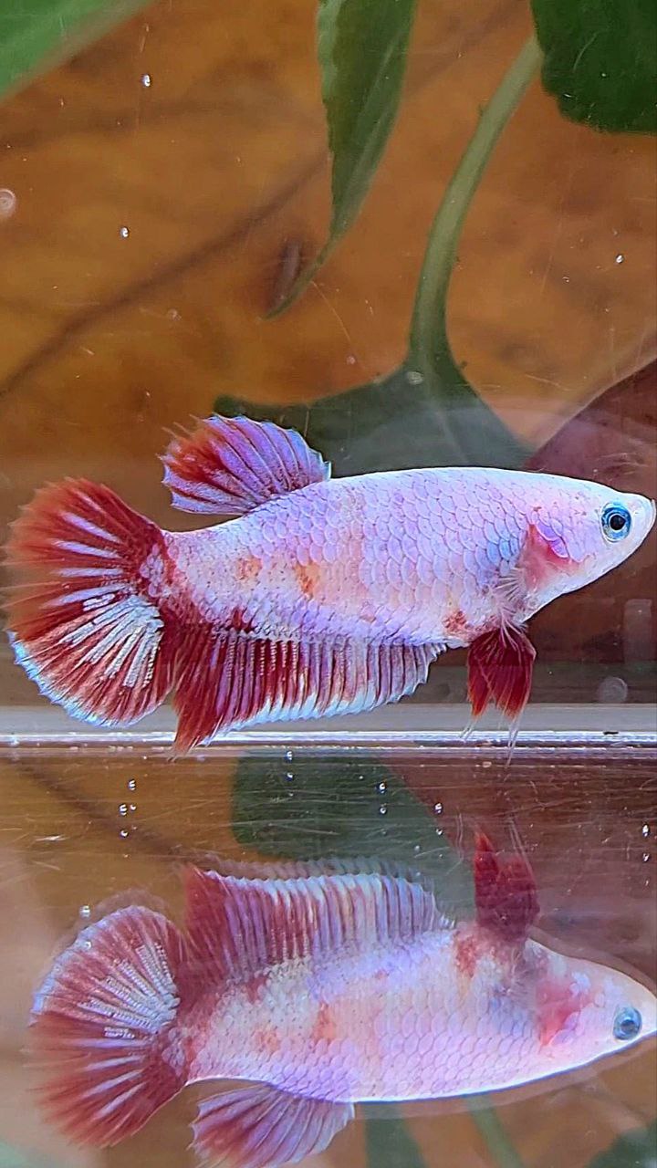 FEMALE PLAKAT RED PURPLE GALAXY RPG BETTA FISH