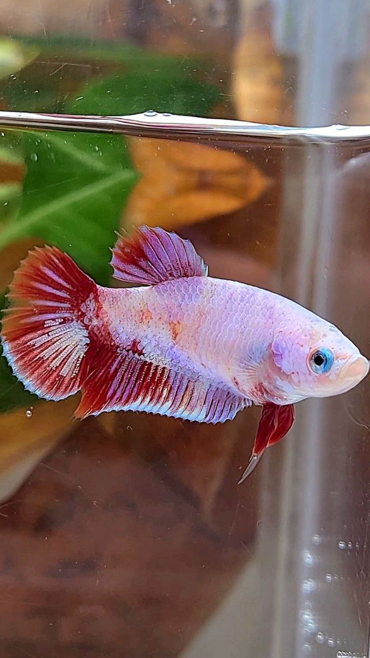 FEMALE PLAKAT RED PURPLE GALAXY RPG BETTA FISH