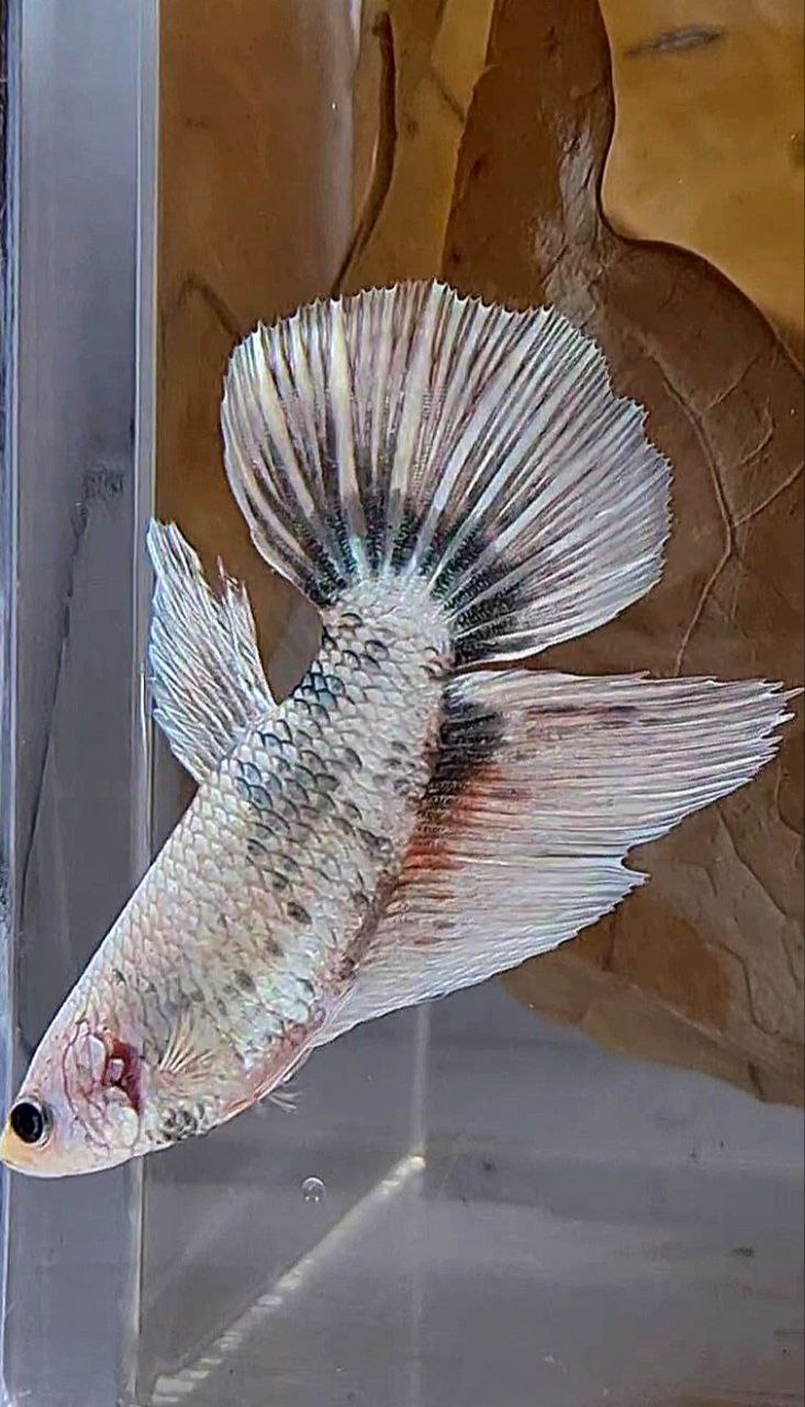 XL FEMALE HALFMOON WHITE COPPER MARBLE FANCY BETTA FISH