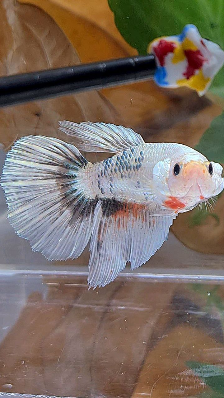 XL FEMALE HALFMOON WHITE COPPER MARBLE FANCY BETTA FISH