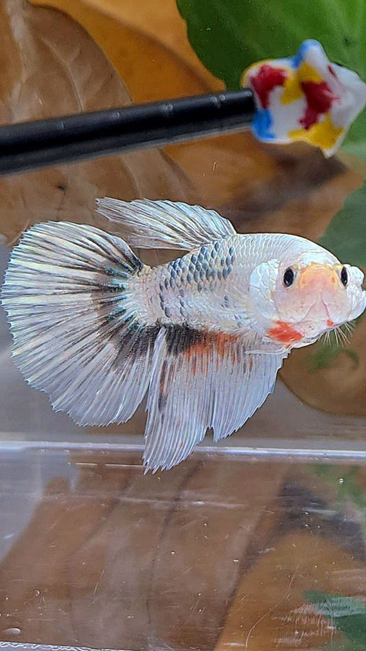 XL FEMALE HALFMOON WHITE COPPER MARBLE FANCY BETTA FISH