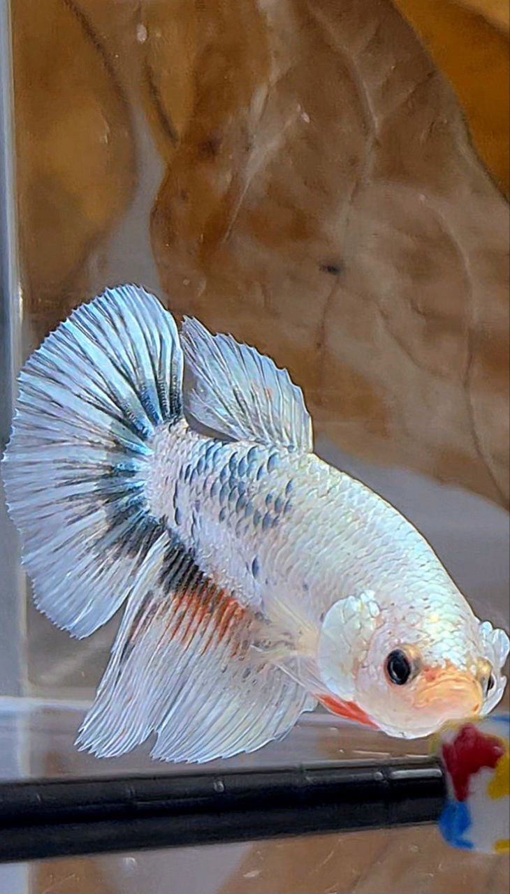 XL FEMALE HALFMOON WHITE COPPER MARBLE FANCY BETTA FISH