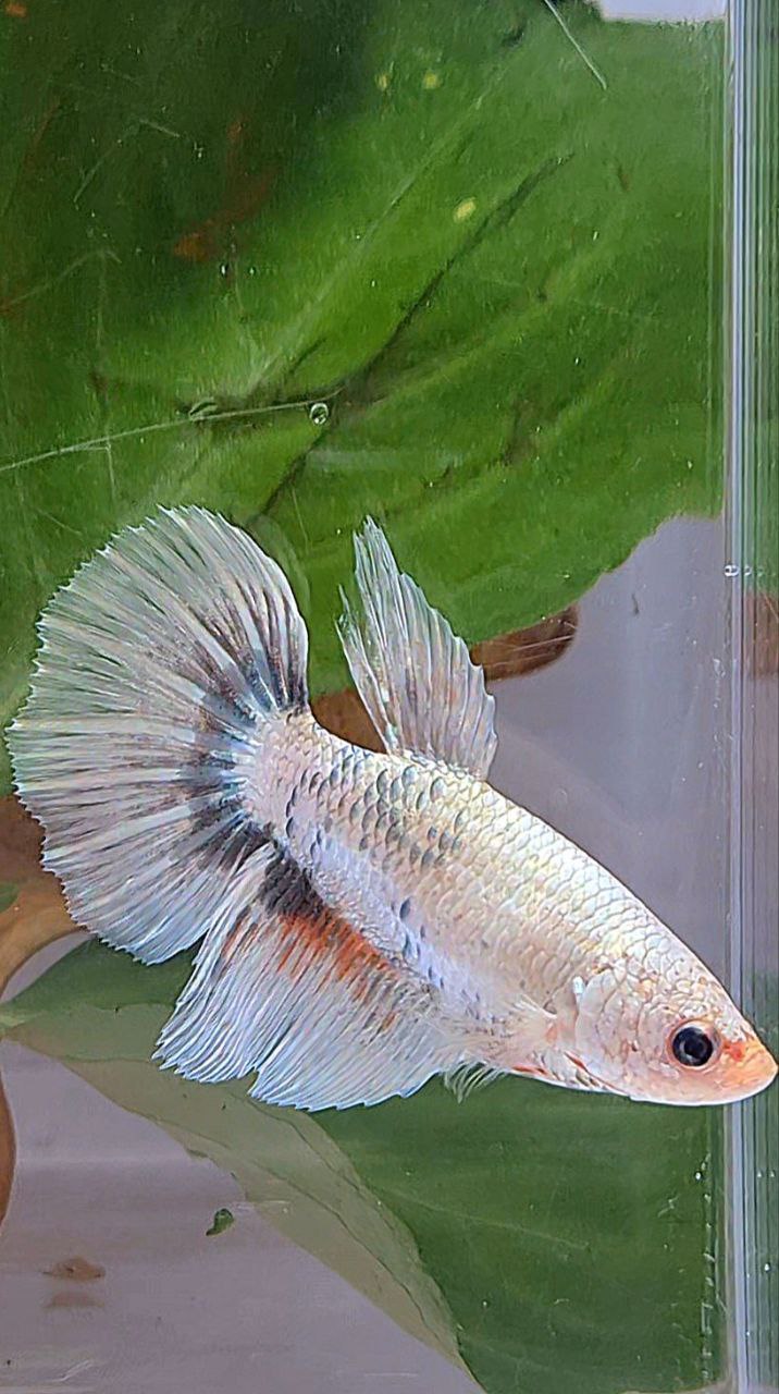 XL FEMALE HALFMOON WHITE COPPER MARBLE FANCY BETTA FISH