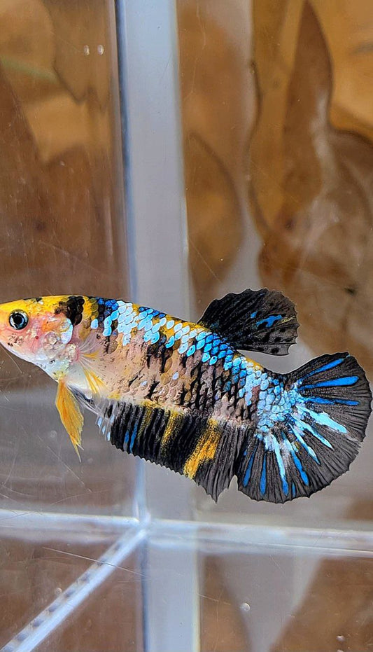 FEMALE PLAKAT BLACK YELLOW KOI MULTICOLOR BETTA FISH