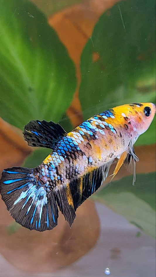 FEMALE PLAKAT BLACK YELLOW KOI MULTICOLOR BETTA FISH