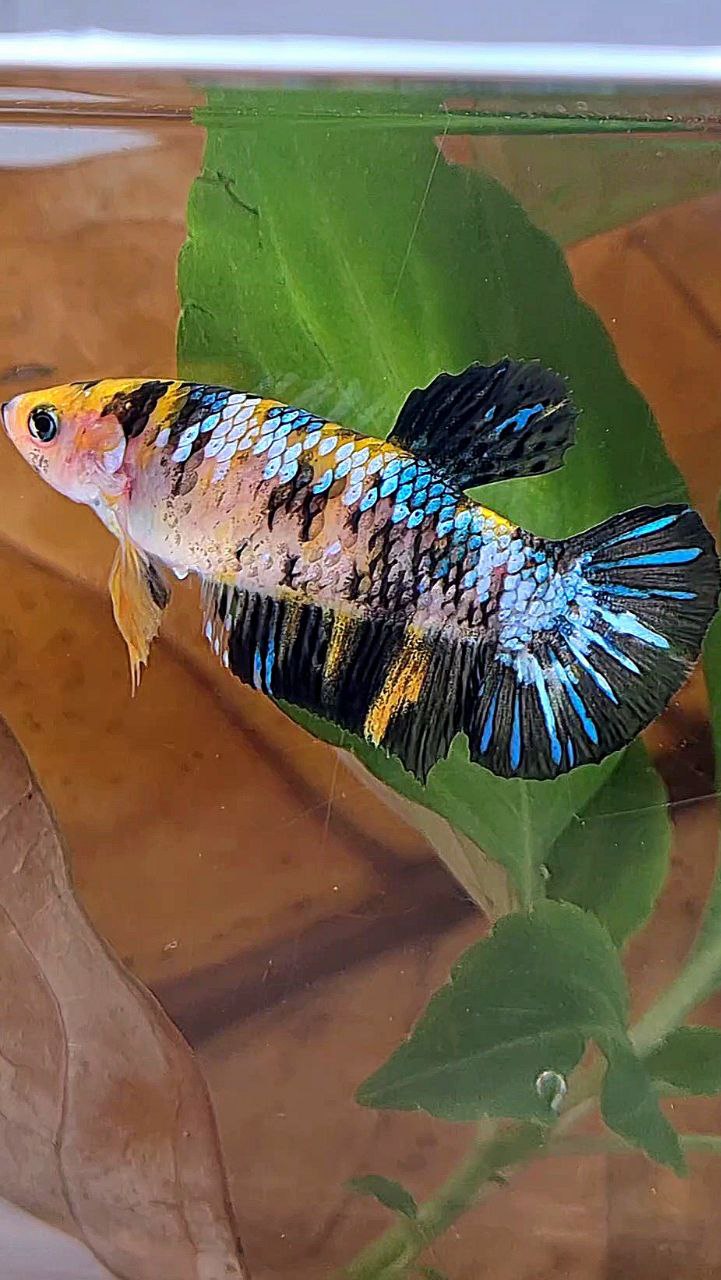 FEMALE PLAKAT BLACK YELLOW KOI MULTICOLOR BETTA FISH