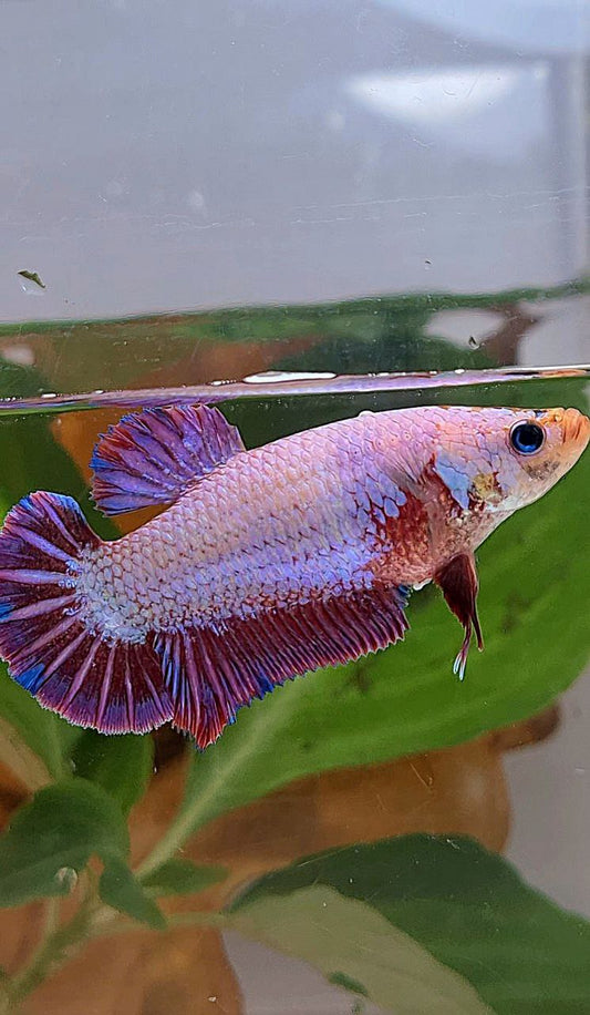 XL FEMALE PLAKAT PURPLE FANCY BETTA FISH minus little warts