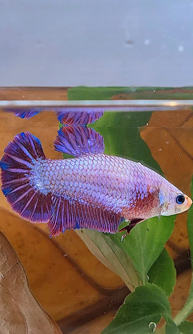 XL FEMALE PLAKAT PURPLE FANCY BETTA FISH minus little warts