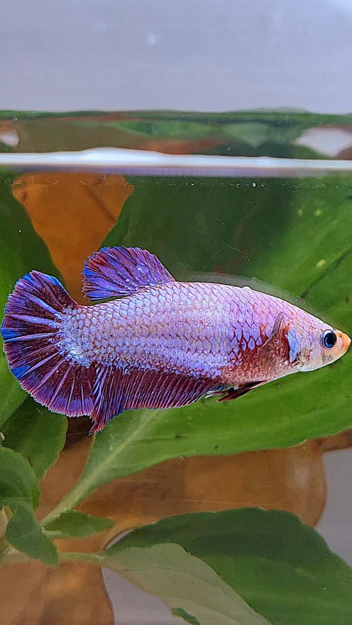 XL FEMALE PLAKAT PURPLE FANCY BETTA FISH minus little warts