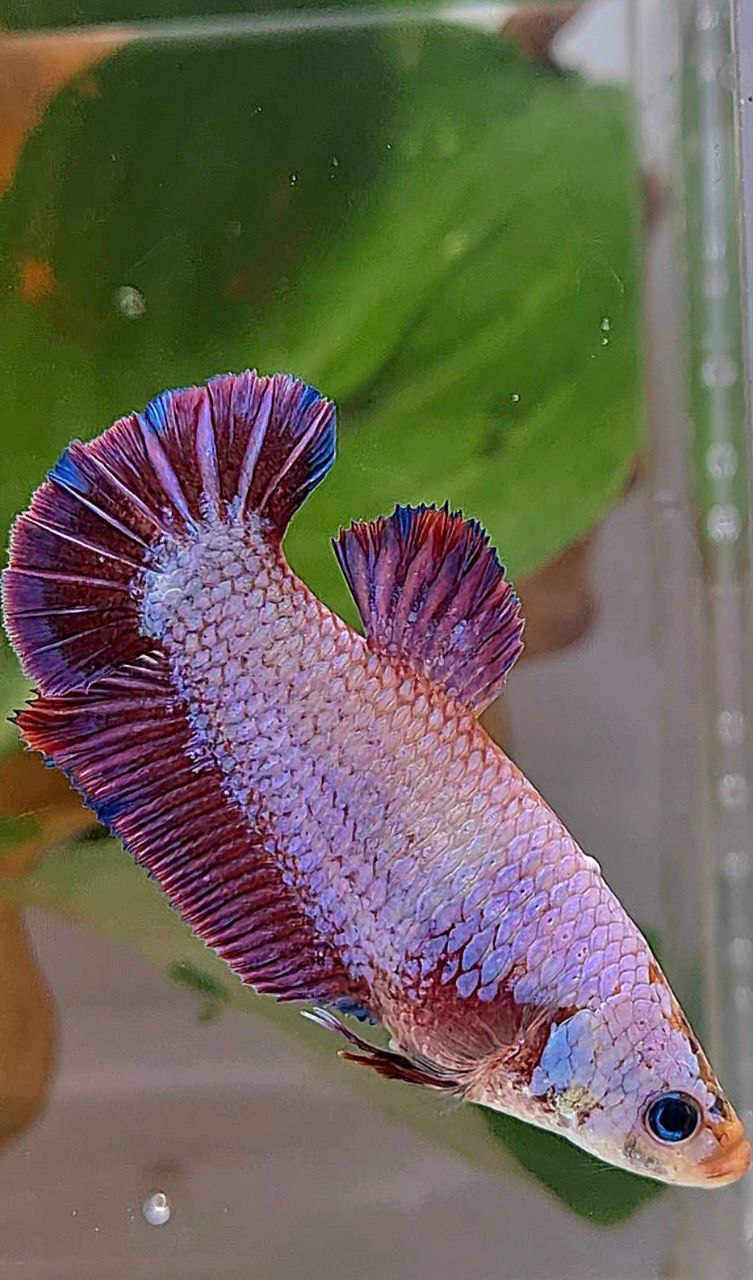 XL FEMALE PLAKAT PURPLE FANCY BETTA FISH minus little warts