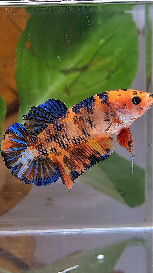 XL FEMALE PLAKAT ORANGE TIGER MULTICOLOR BETTA FISH