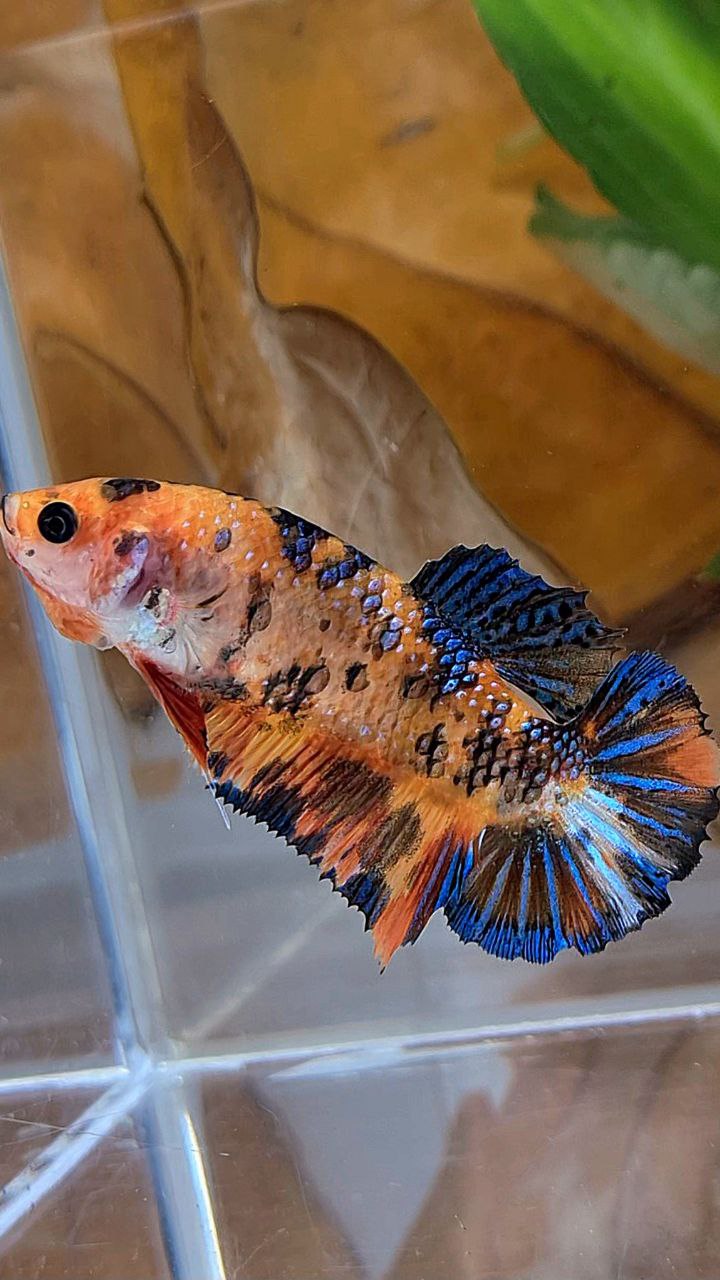 XL FEMALE PLAKAT ORANGE TIGER MULTICOLOR BETTA FISH