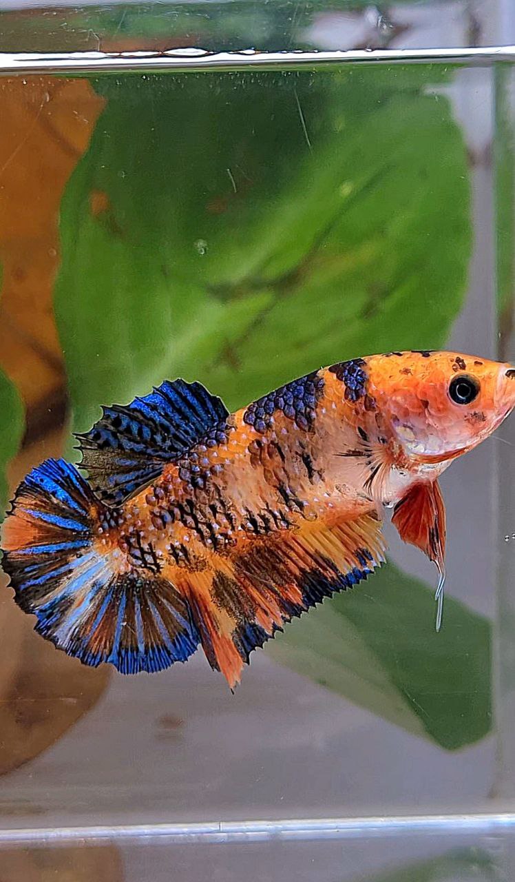 XL FEMALE PLAKAT ORANGE TIGER MULTICOLOR BETTA FISH