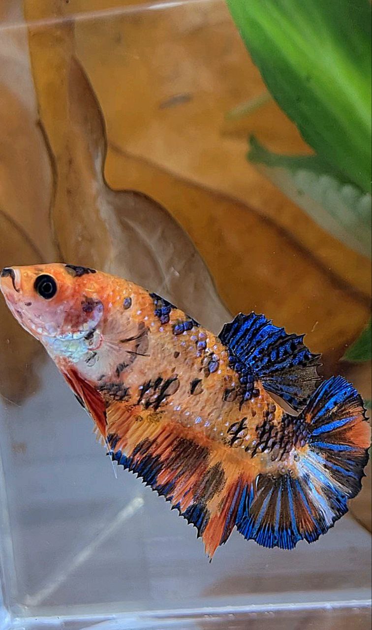 XL FEMALE PLAKAT ORANGE TIGER MULTICOLOR BETTA FISH