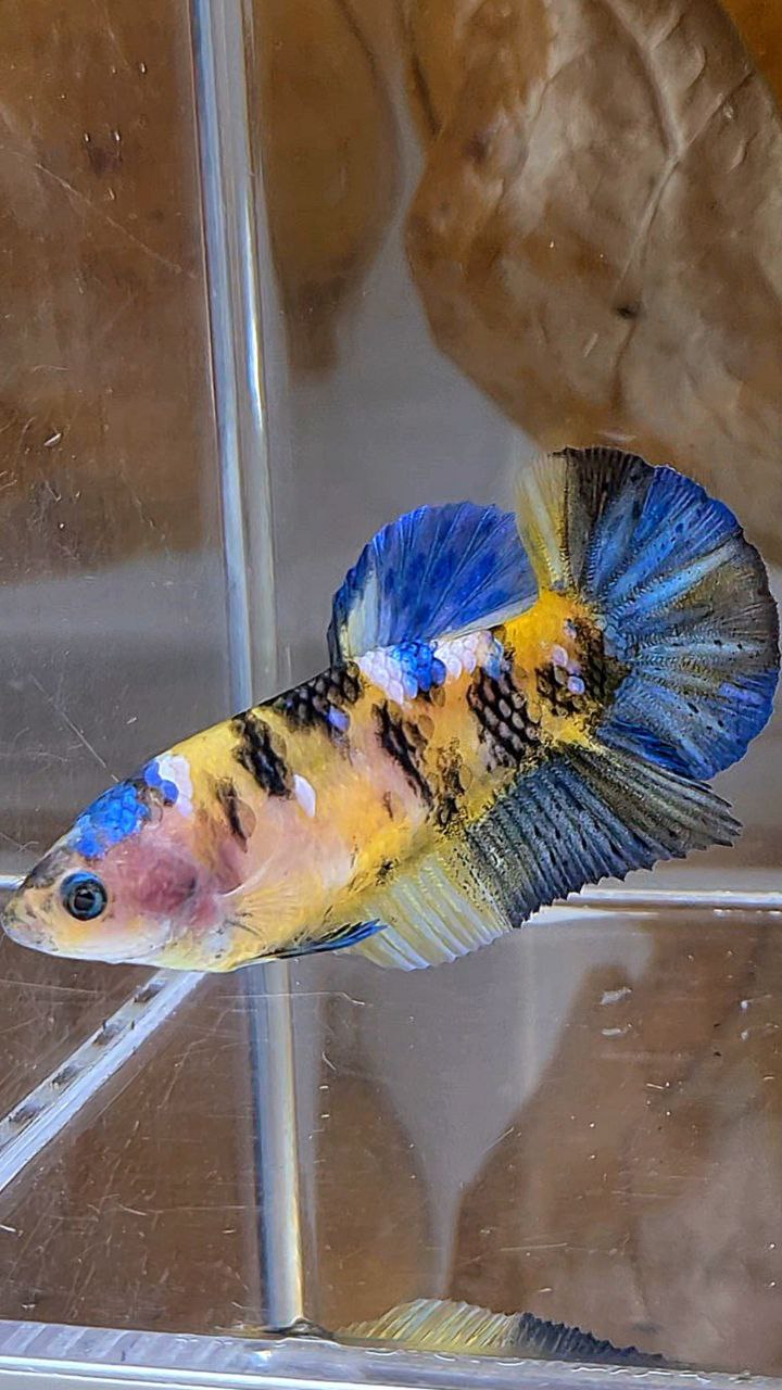 FEMALE PLAKAT YELLOW KOI GALAXY MULTICOLOR BETTA FISH