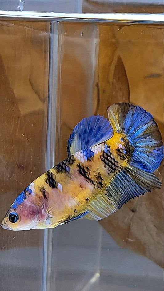 FEMALE PLAKAT YELLOW KOI GALAXY MULTICOLOR BETTA FISH