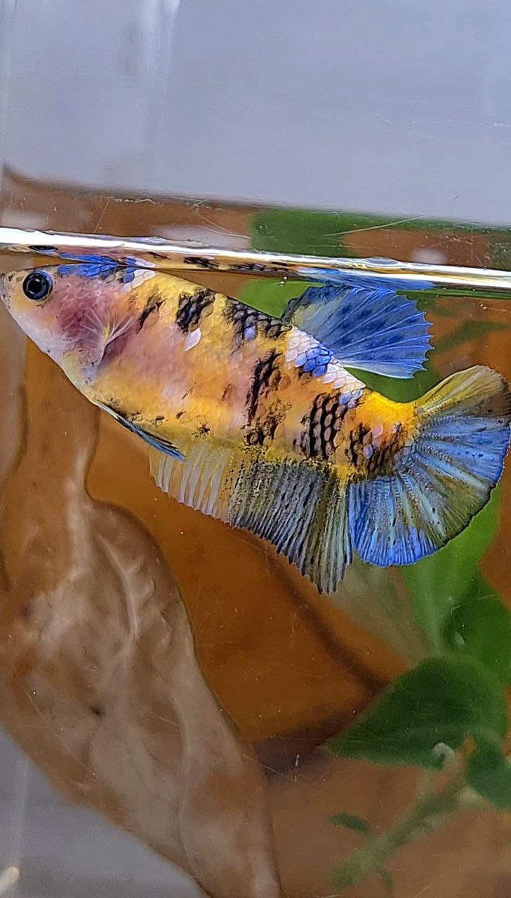 FEMALE PLAKAT YELLOW KOI GALAXY MULTICOLOR BETTA FISH