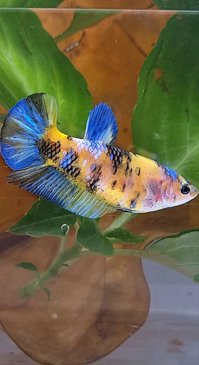 FEMALE PLAKAT YELLOW KOI GALAXY MULTICOLOR BETTA FISH