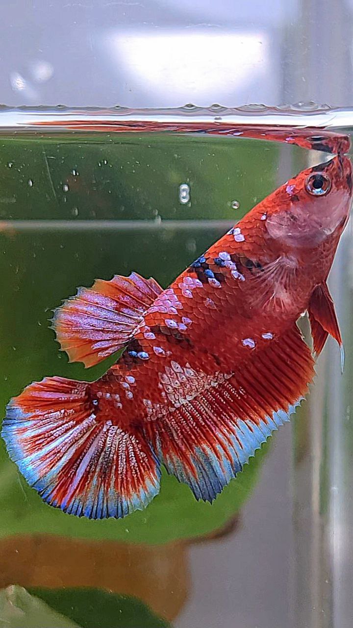 FEMALE HALFMOON BARONGSAI RED WHITE GALAXY MULTICOLOR BETTA FISH