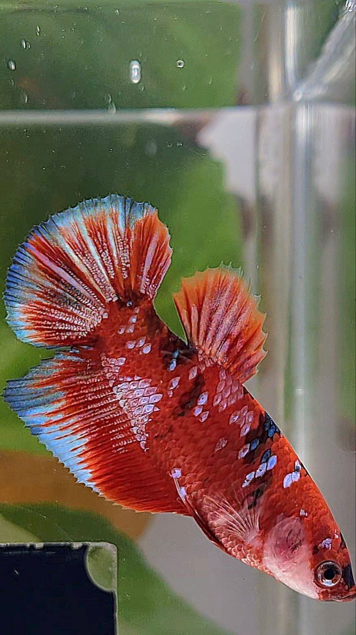 FEMALE HALFMOON BARONGSAI RED WHITE GALAXY MULTICOLOR BETTA FISH
