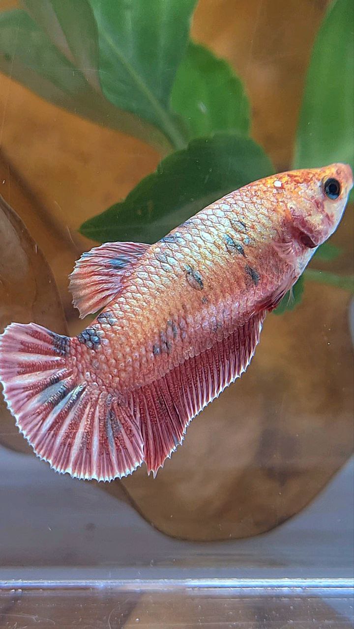 XL FEMALE PLAKAT ROSEGOLD COPPER DOTS FANCY BETTA FISH