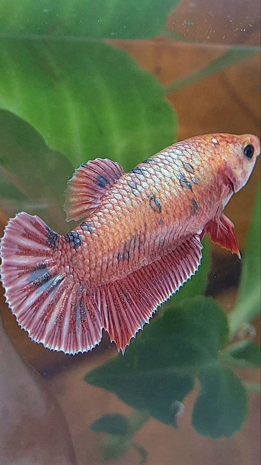 XL FEMALE PLAKAT ROSEGOLD COPPER DOTS FANCY BETTA FISH