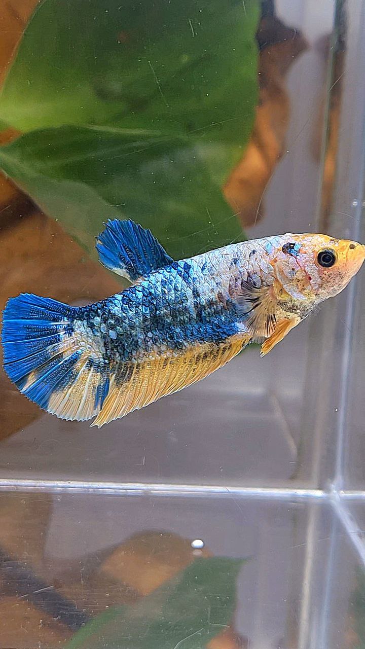 XL FEMALE PLAKAT YELLOW BLUE FANCY MARBLE BETTA FISH