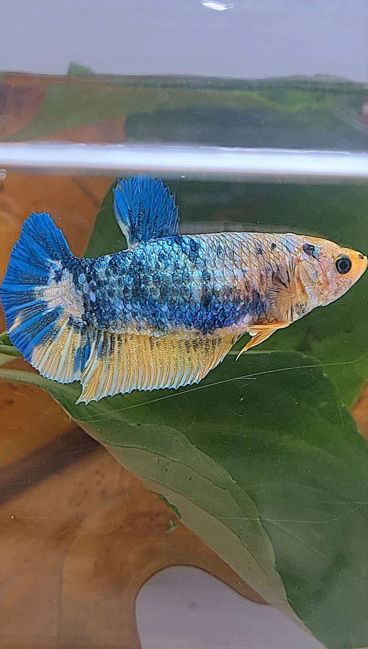 XL FEMALE PLAKAT YELLOW BLUE FANCY MARBLE BETTA FISH