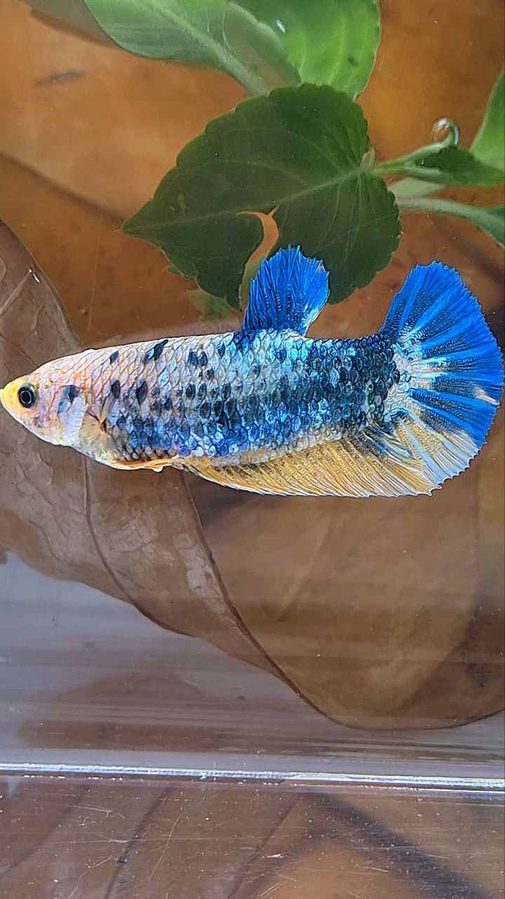 XL FEMALE PLAKAT YELLOW BLUE FANCY MARBLE BETTA FISH