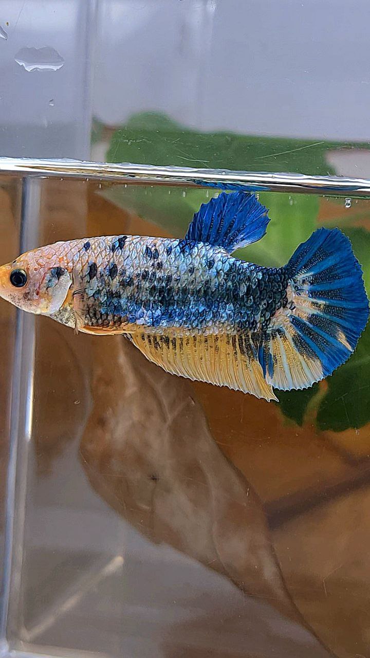 XL FEMALE PLAKAT YELLOW BLUE FANCY MARBLE BETTA FISH