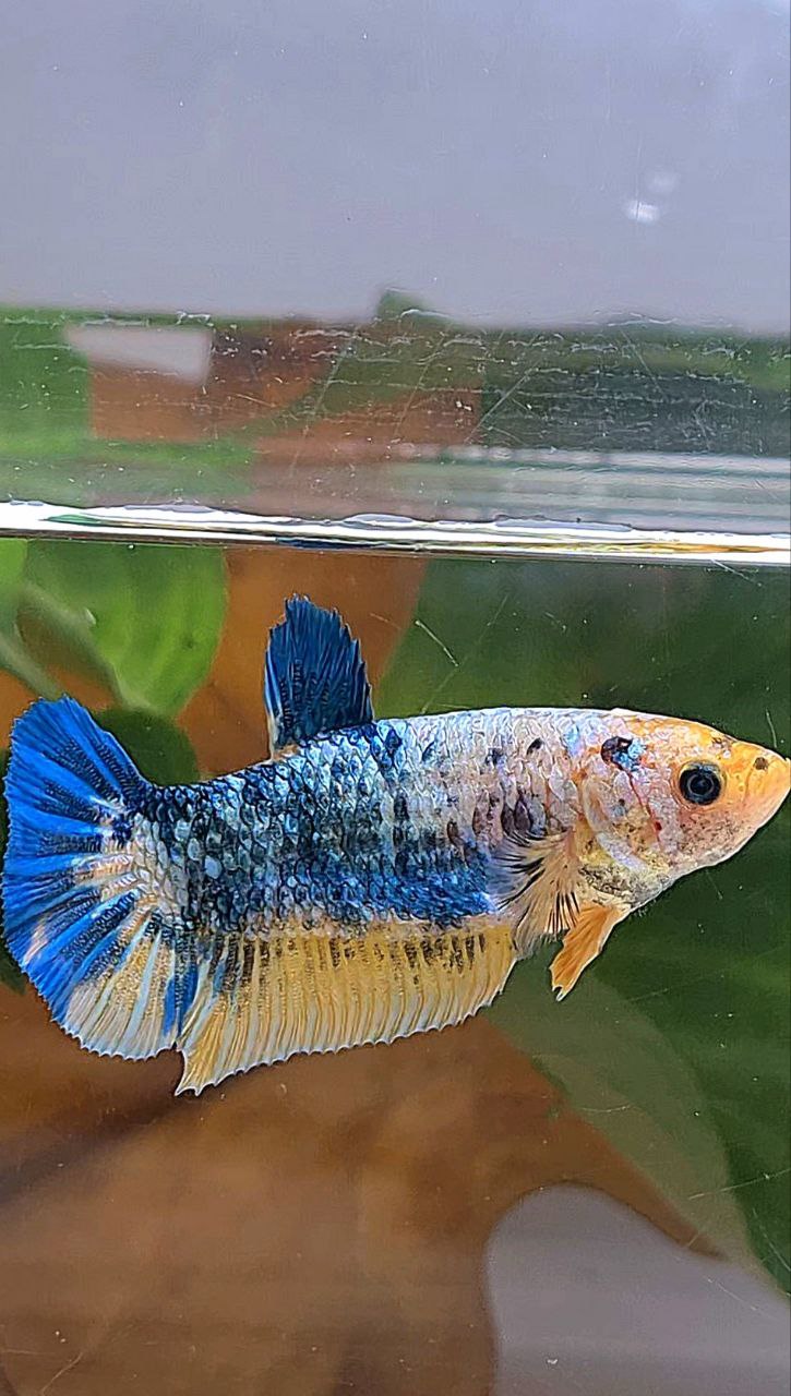 XL FEMALE PLAKAT YELLOW BLUE FANCY MARBLE BETTA FISH