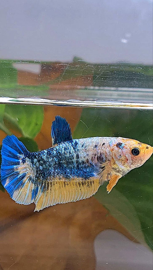XL FEMALE PLAKAT YELLOW BLUE FANCY MARBLE BETTA FISH