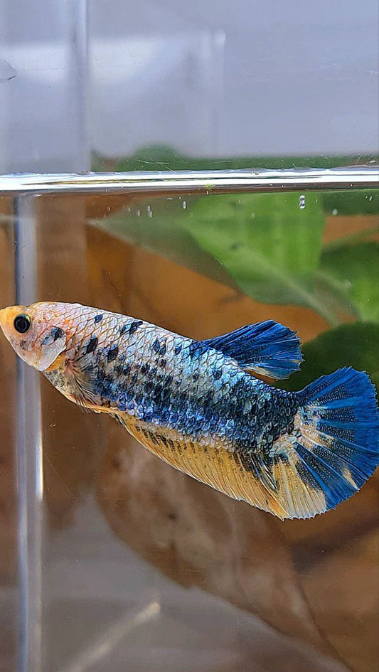 XL FEMALE PLAKAT YELLOW BLUE FANCY MARBLE BETTA FISH