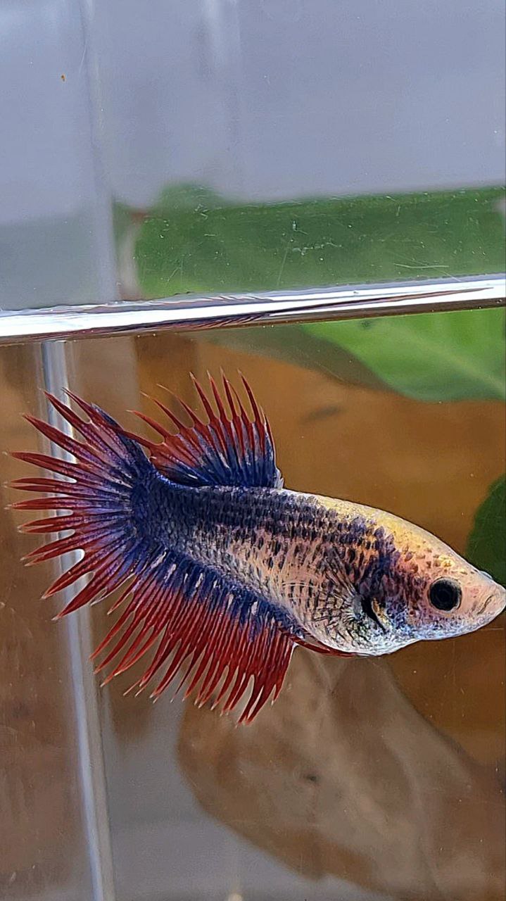 FEMALE CROWNTAIL PURPLE BLUE MASCOT BETTA FISH