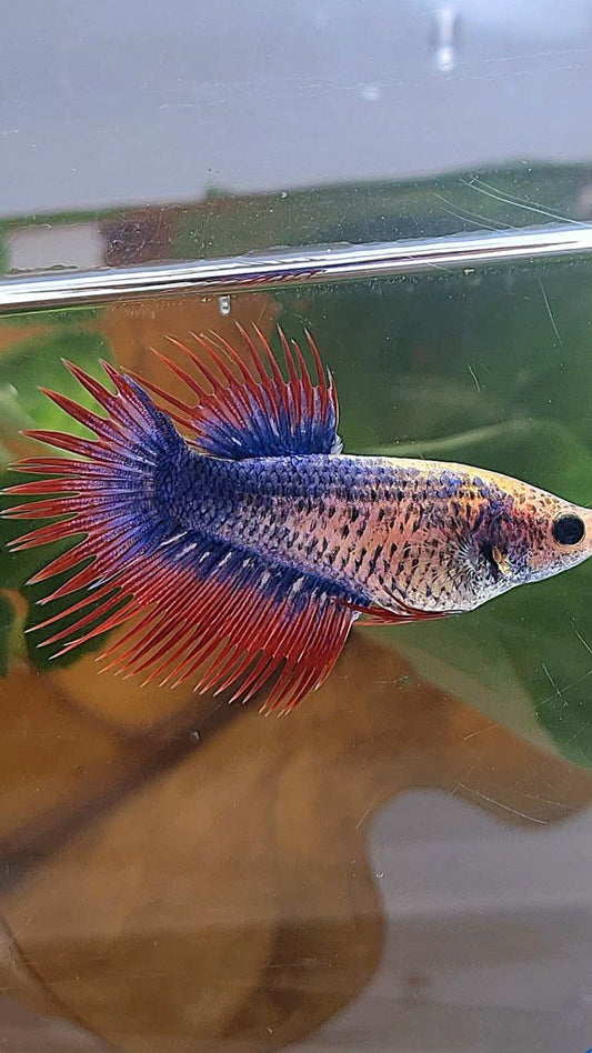 FEMALE CROWNTAIL PURPLE BLUE MASCOT BETTA FISH