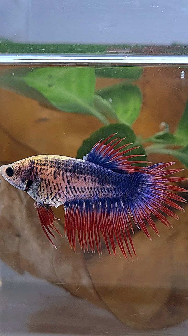 FEMALE CROWNTAIL PURPLE BLUE MASCOT BETTA FISH