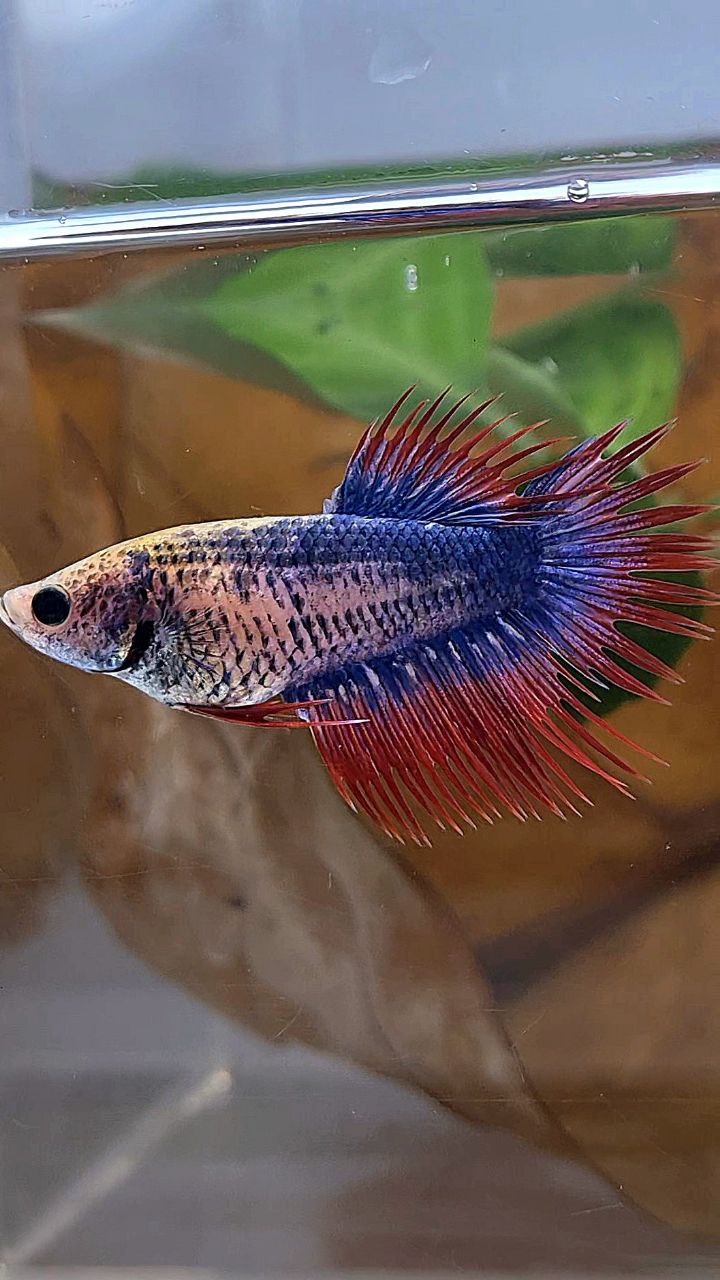 FEMALE CROWNTAIL PURPLE BLUE MASCOT BETTA FISH