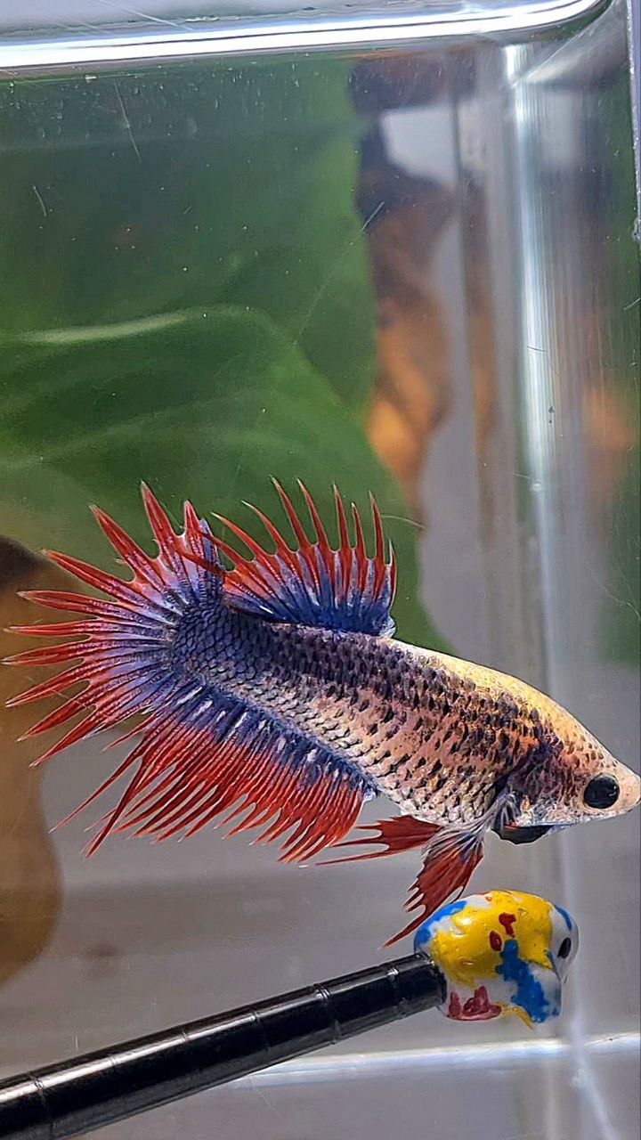 FEMALE CROWNTAIL PURPLE BLUE MASCOT BETTA FISH