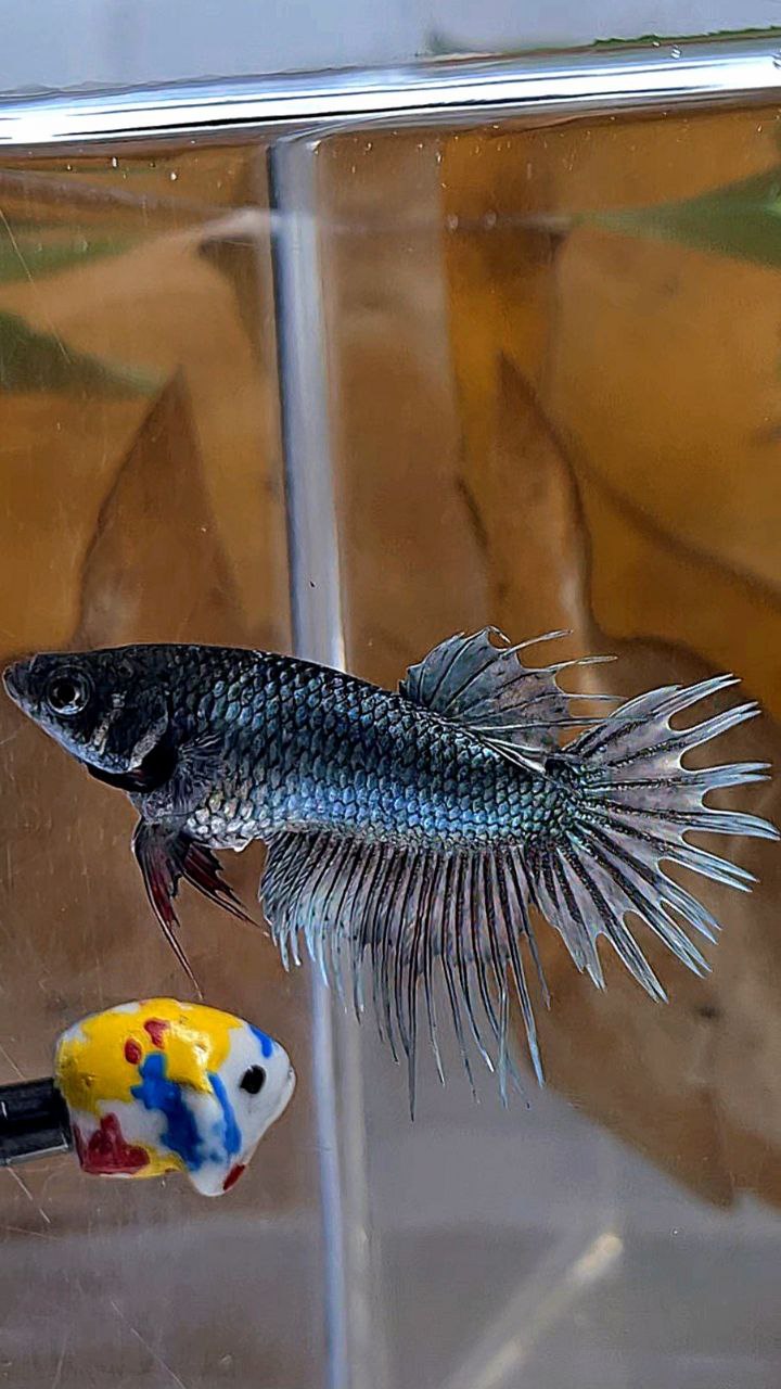 FEMALE KING CROWNTAIL COPPER BETTA FISH