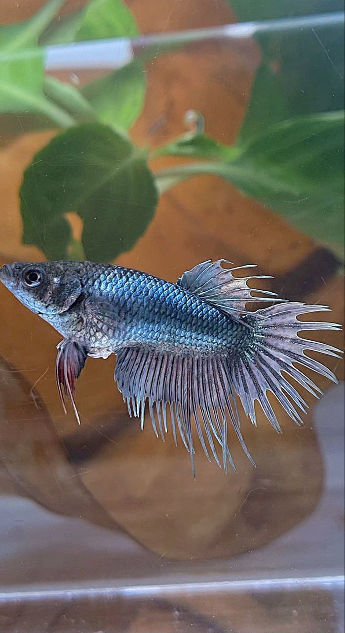 FEMALE KING CROWNTAIL COPPER BETTA FISH