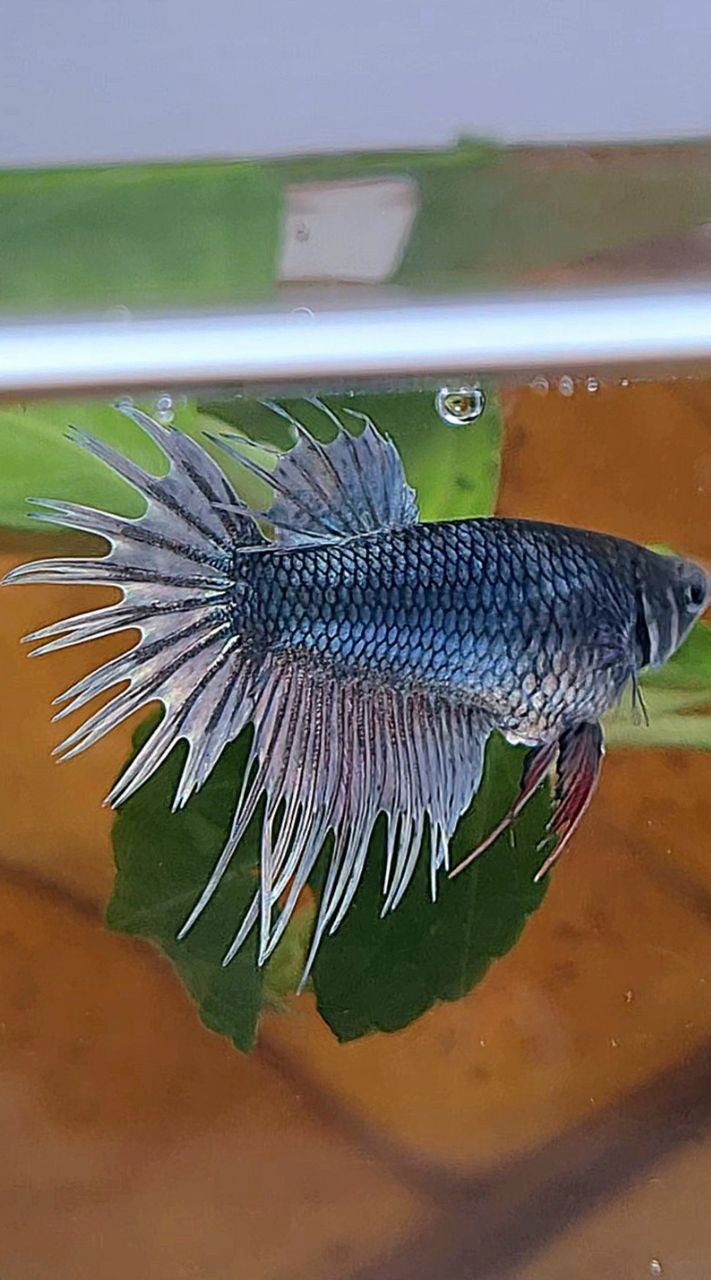 FEMALE KING CROWNTAIL COPPER BETTA FISH