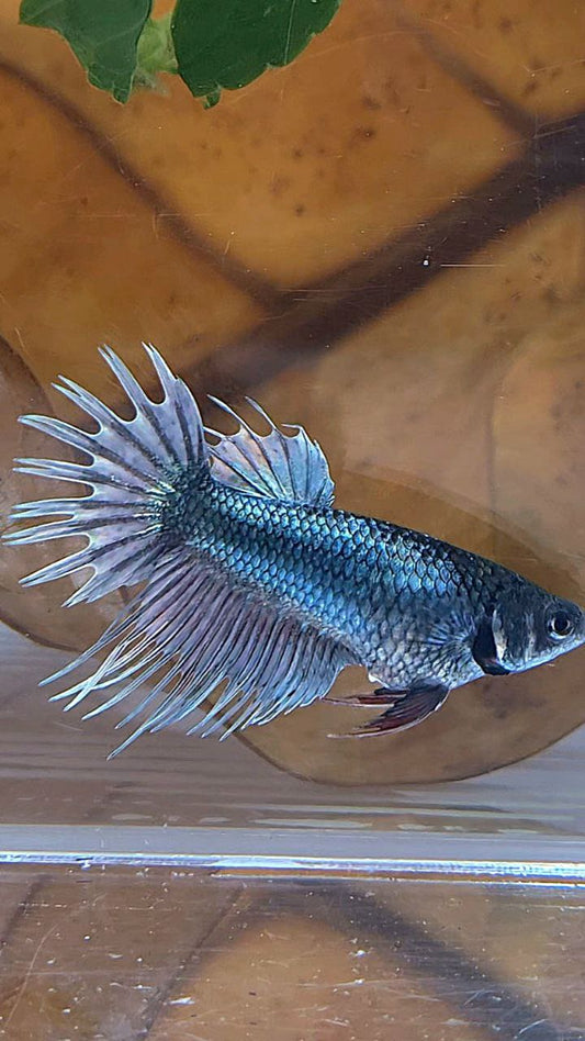 FEMALE KING CROWNTAIL COPPER BETTA FISH