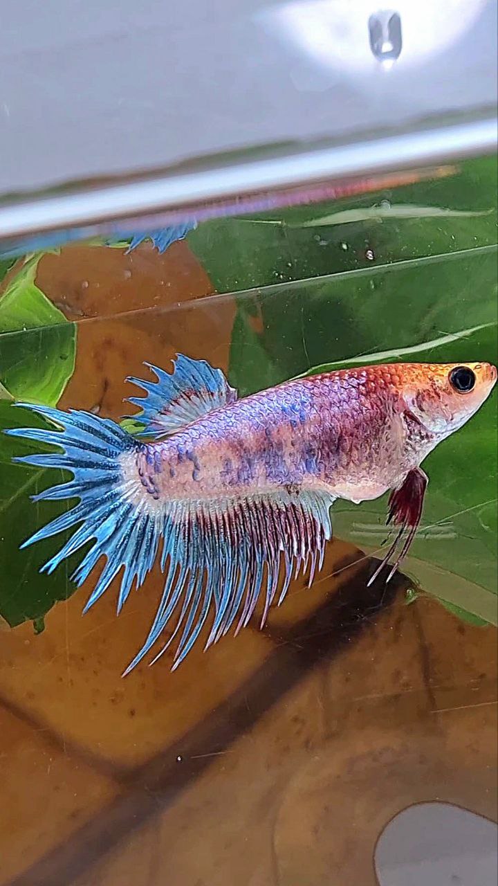 FEMALE CROWNTAIL FANCY BLUE PURPLE BETTA FISH