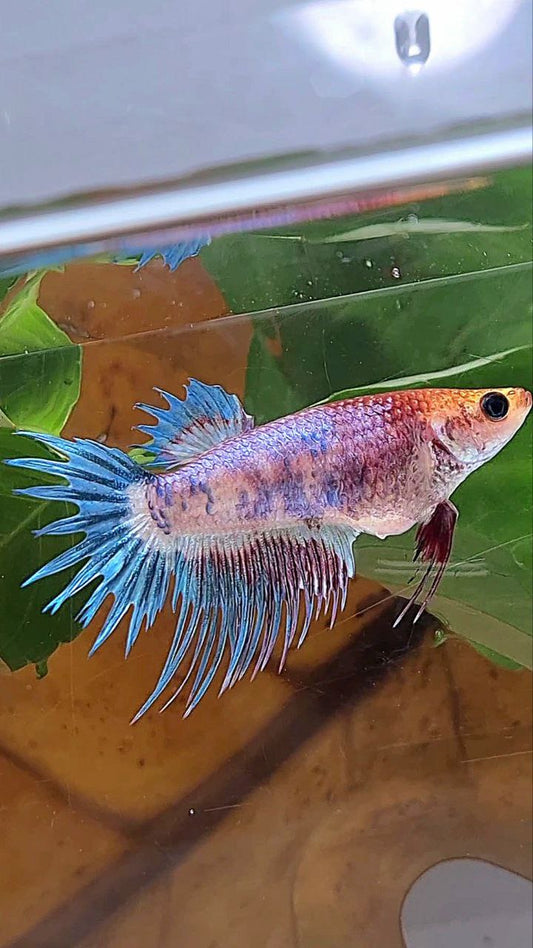FEMALE CROWNTAIL FANCY BLUE PURPLE BETTA FISH