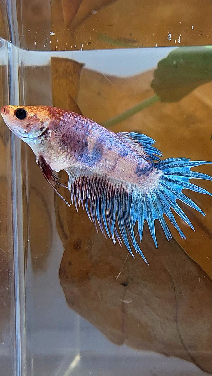FEMALE CROWNTAIL FANCY BLUE PURPLE BETTA FISH