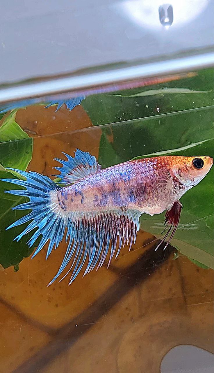 FEMALE CROWNTAIL FANCY BLUE PURPLE BETTA FISH