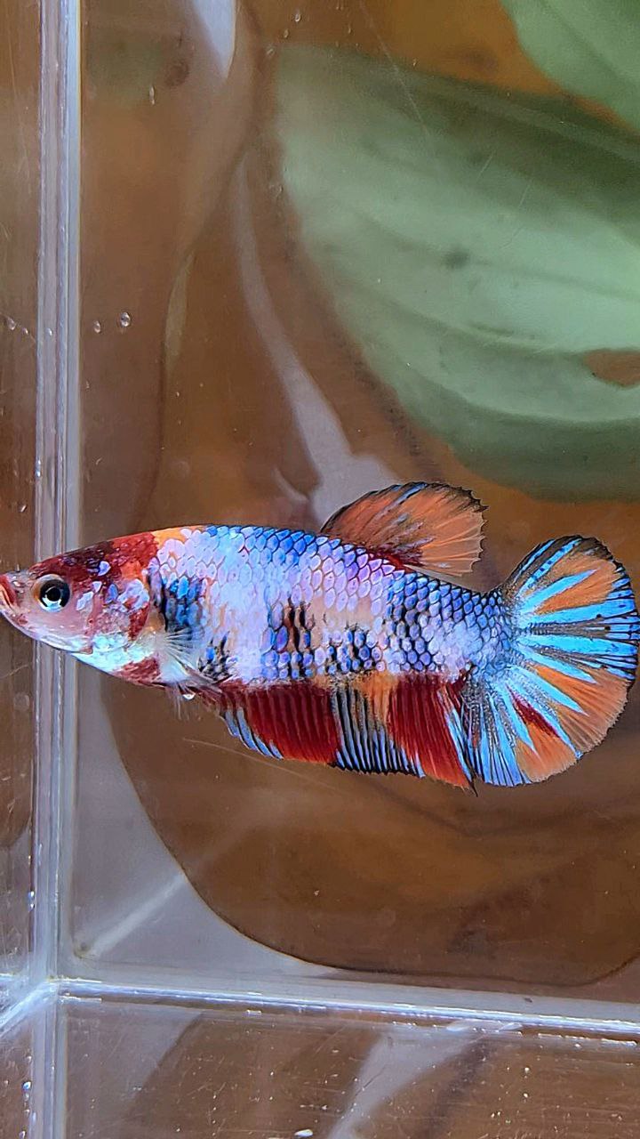 XL FEMALE PLAKAT CANDY MULTICOLOR BETTA FISH